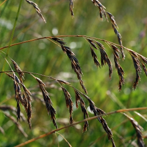 Характеристика основних видів газонних трав